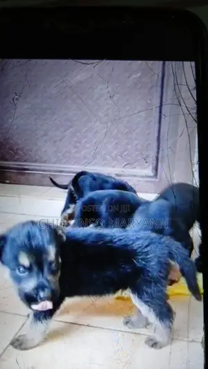 1-3 months Female Mixed Breed German Shepherd