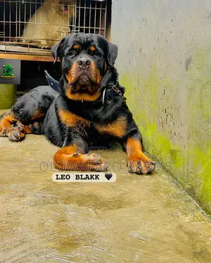 1+ year Male Purebred Rottweiler
