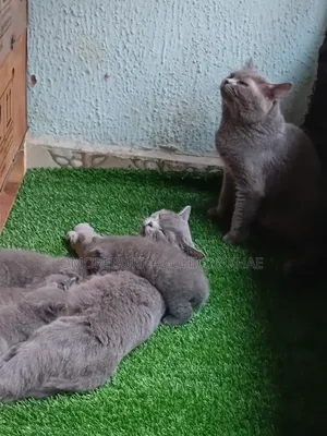 1-3 months Male Purebred British Shorthair