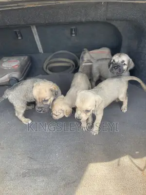 0-1 month Male Purebred Boerboel