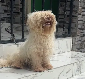 6-12 months Female Purebred Lhasa Apso