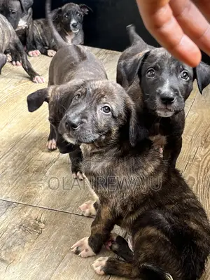 0-1 month Female Mixed Breed American Pit Bull Terrier