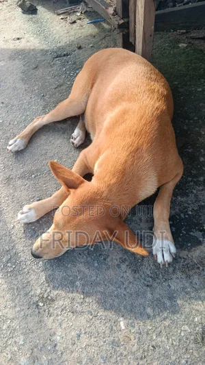 1+ year Female Purebred Akita