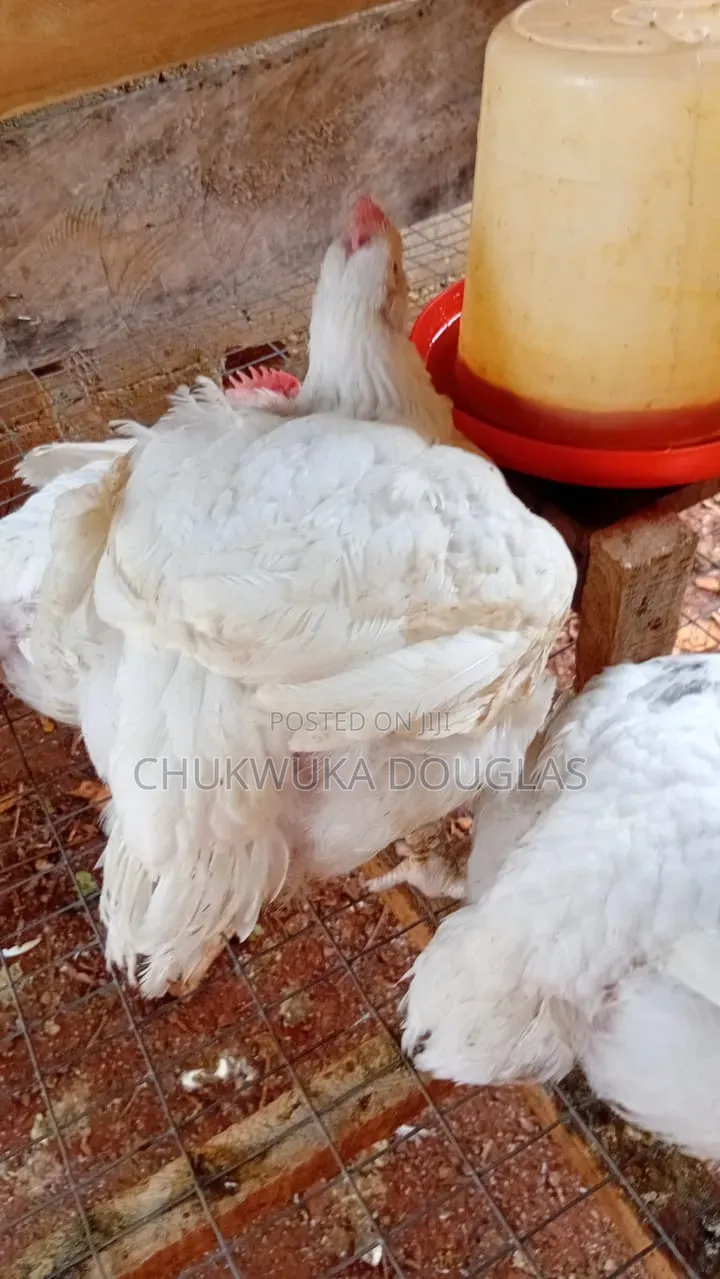 Mr Chicken
