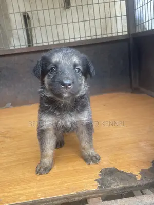1-3 months Female Purebred German Shepherd