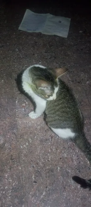 6-12 months Female Mixed Breed Cat