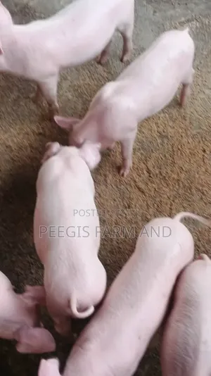 Weaners, Growers, Boar and Gilts Pigs