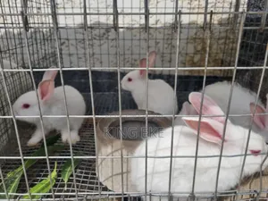 Rabbits for Sale