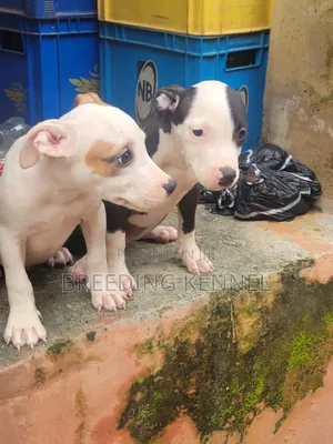 1-3 months Female Purebred American Pit Bull Terrier