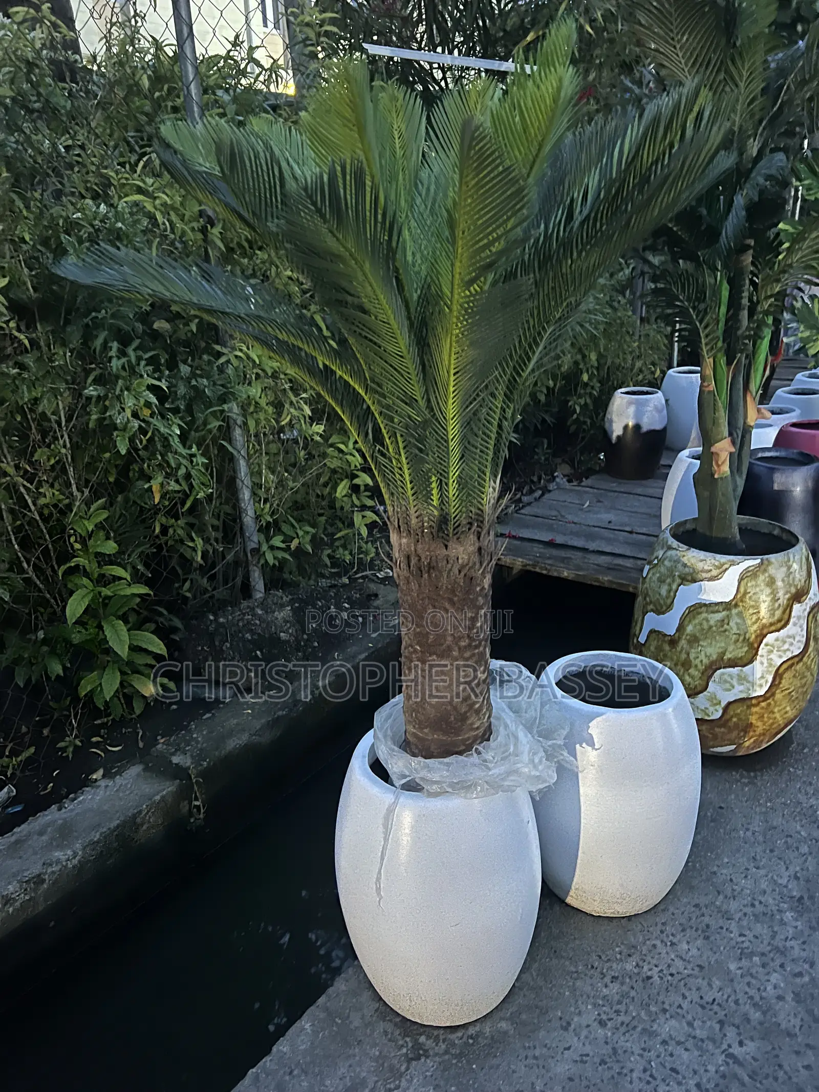 Artificial Cycad Palms
