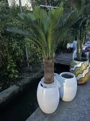 Artificial Cycad Palms