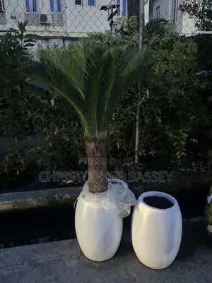 Artificial Cycad Palms