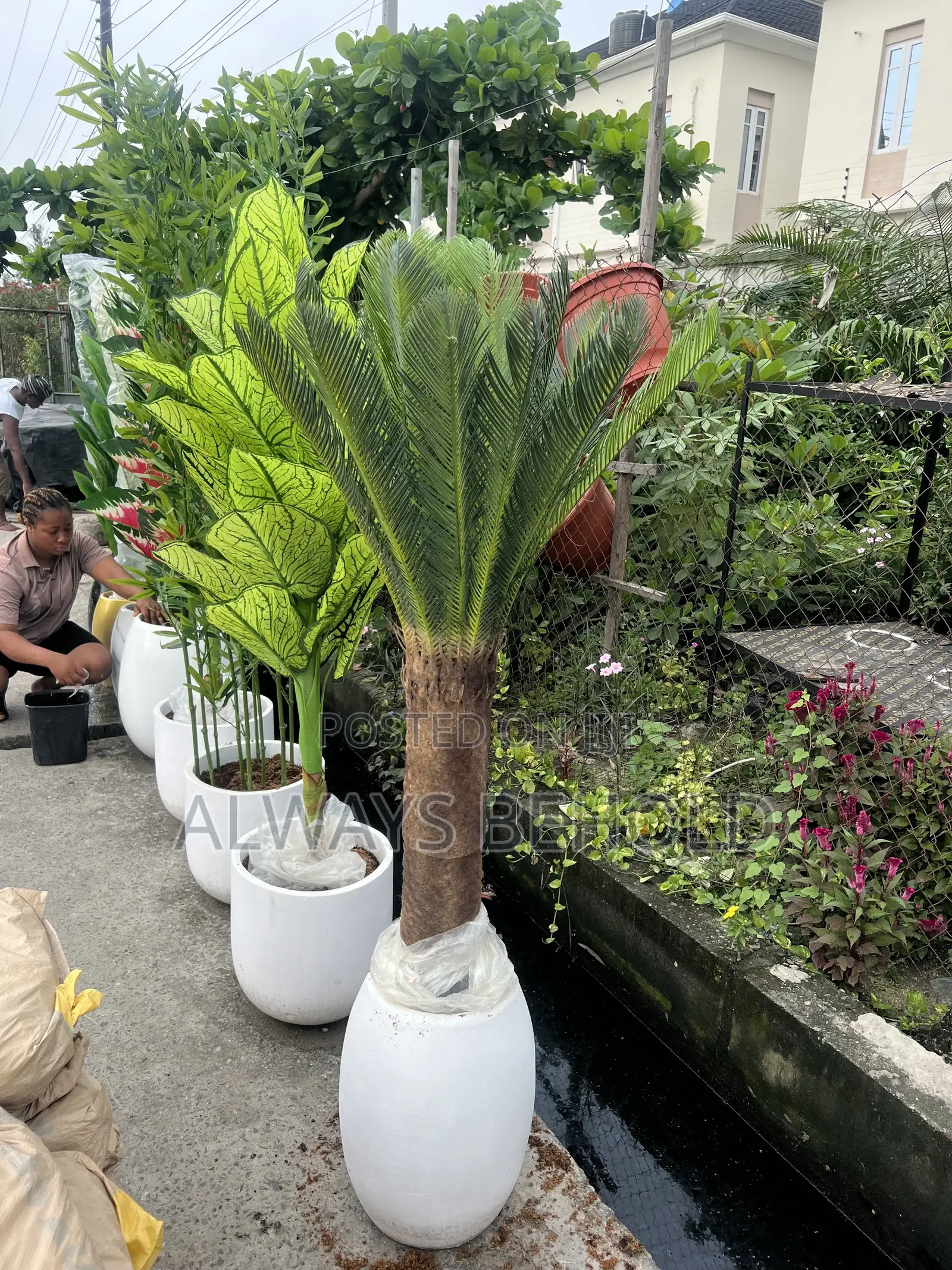 Artificial Cycad Palms