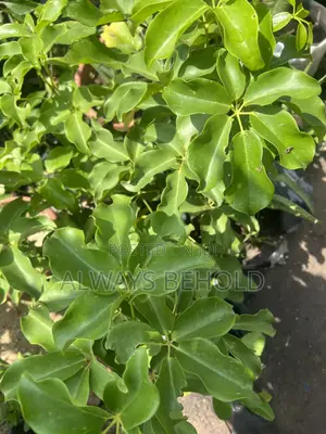 Dwarf Umbrella Tree