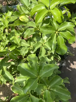 Dwarf Umbrella Tree