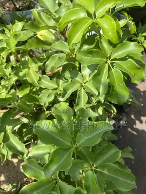 Dwarf Umbrella Tree