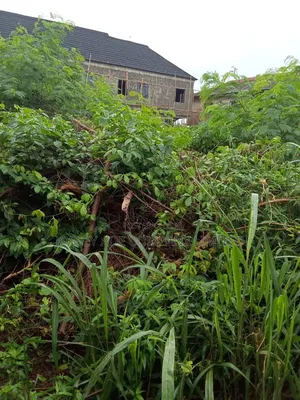 A Full Plot of Land