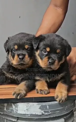1-3 months Female Purebred Rottweiler
