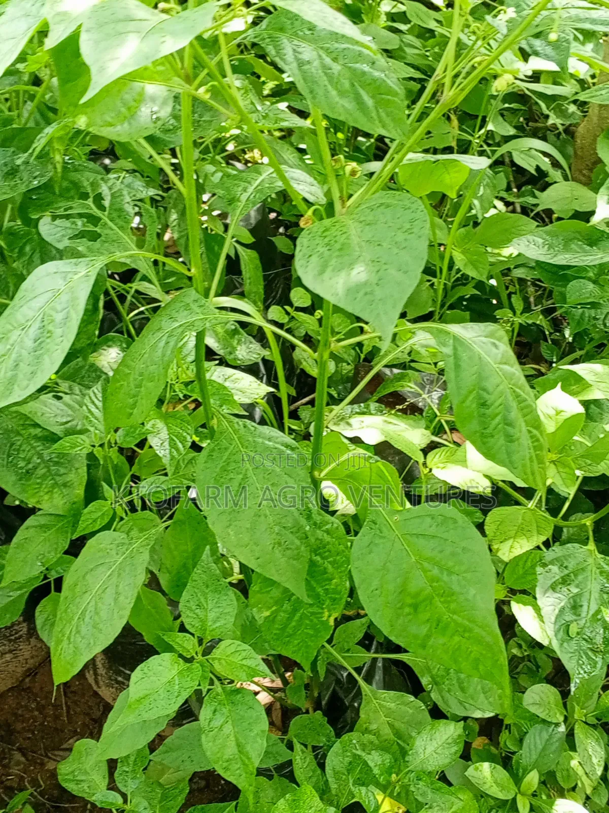 Ata Ijosi Seedlings