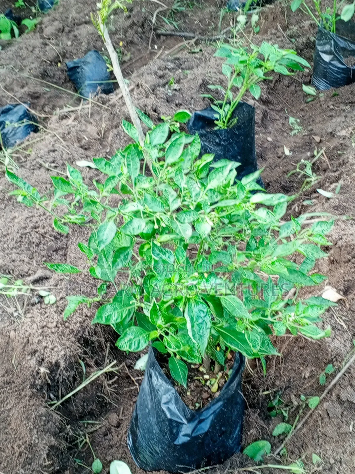 Ata Ijosi Seedlings