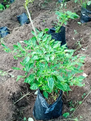 Ata Ijosi Seedlings