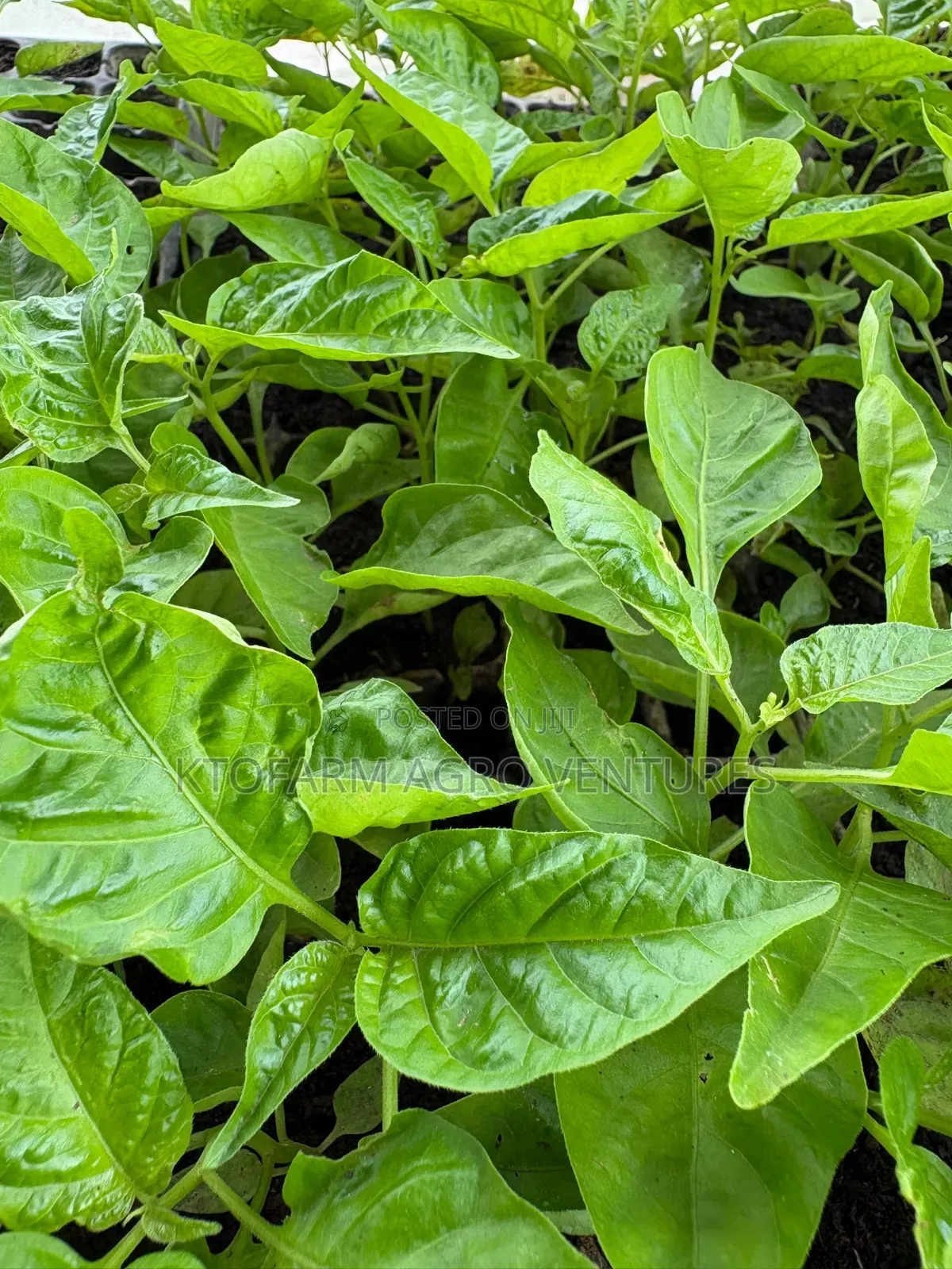 Ata Ijosi Seedlings