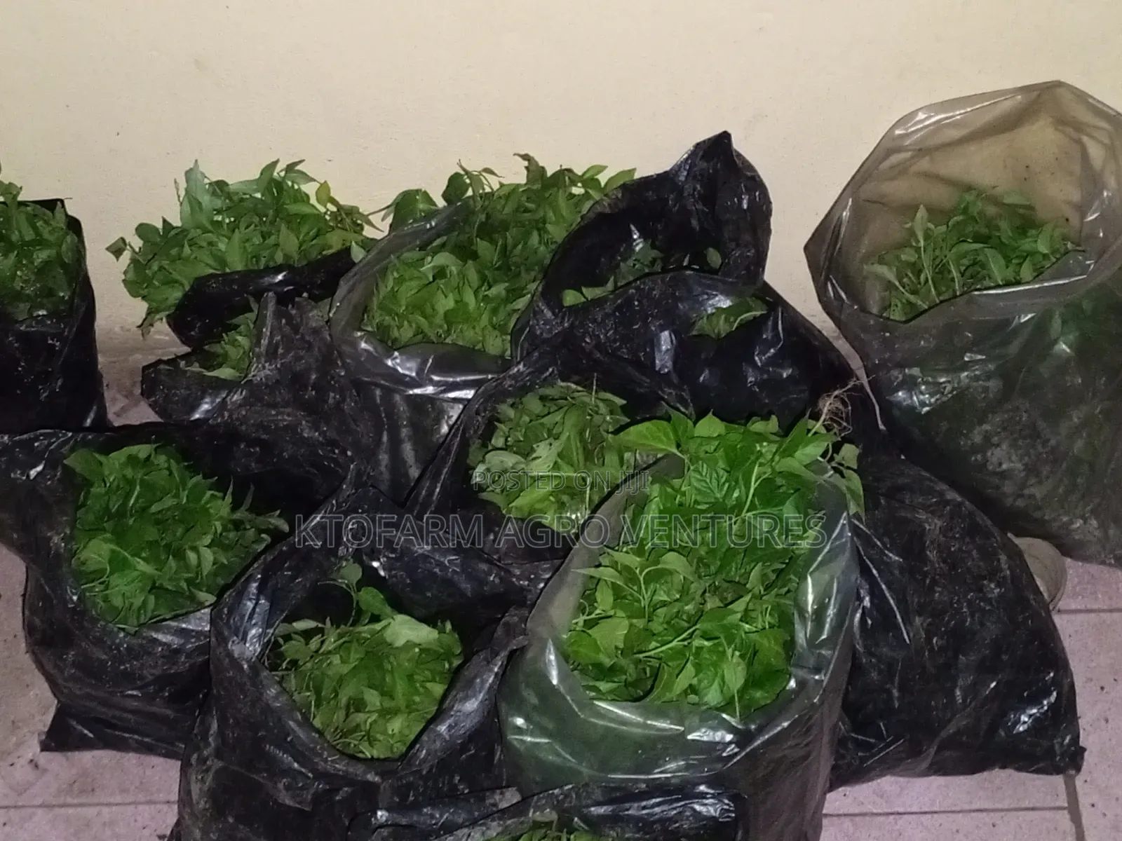 Ata Ijosi Seedlings