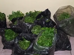 Ata Ijosi Seedlings