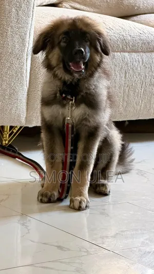 3-6 months Male Purebred Caucasian Shepherd