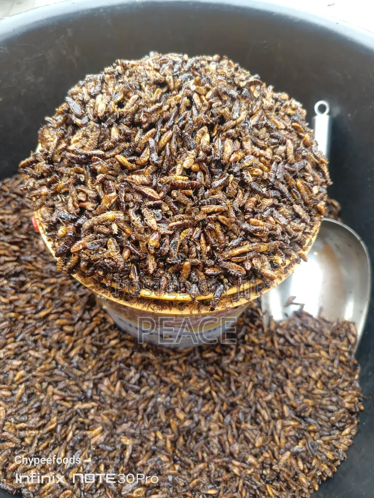 Edible Termite