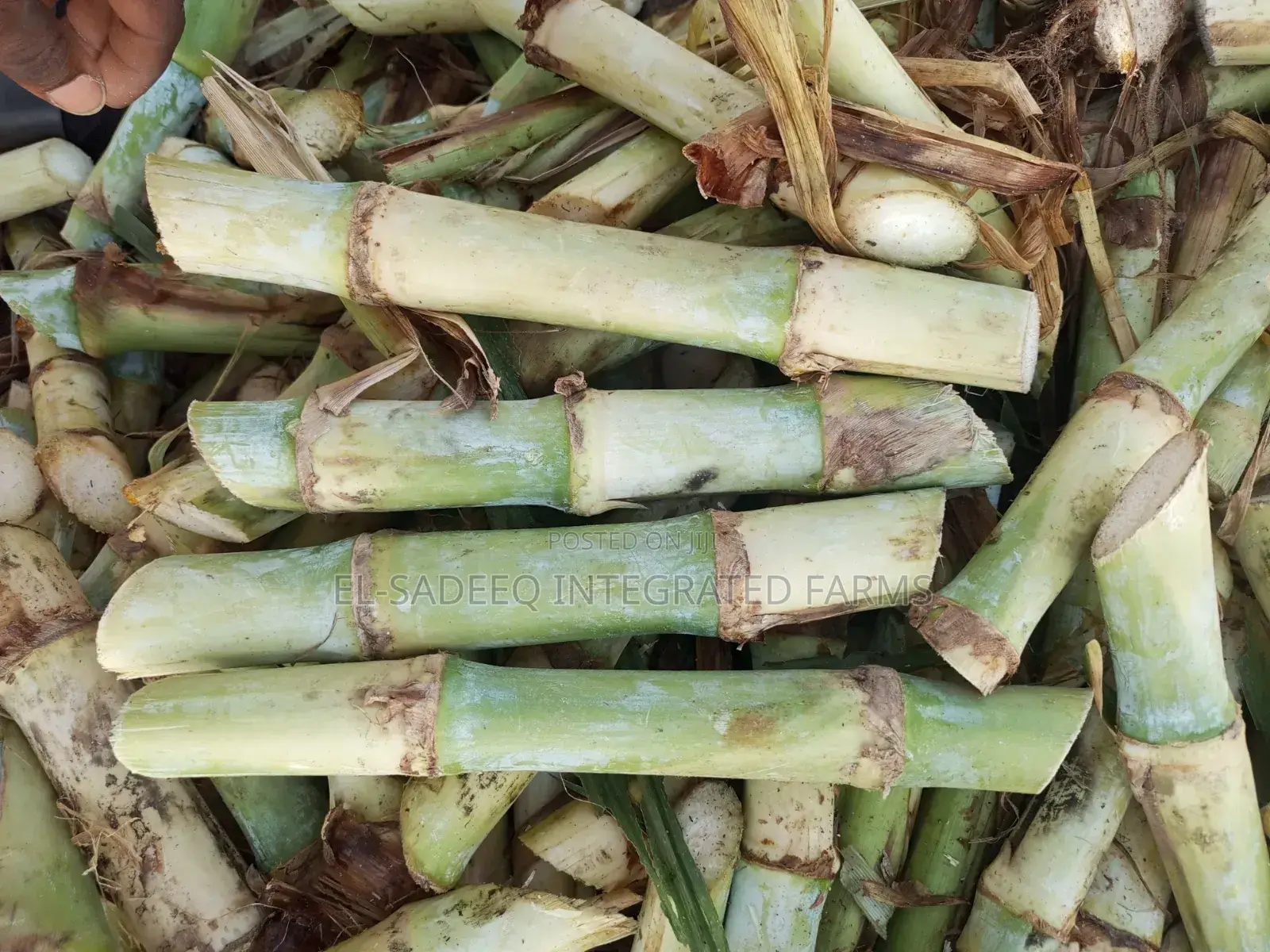 Super Napier Cuttings