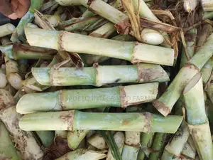 Super Napier Cuttings