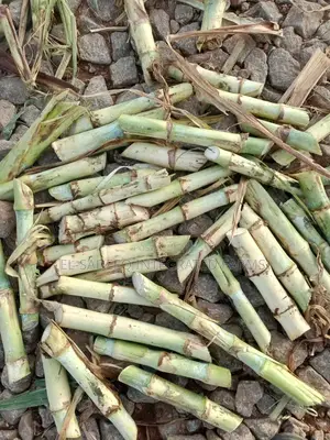 Super Napier Cuttings