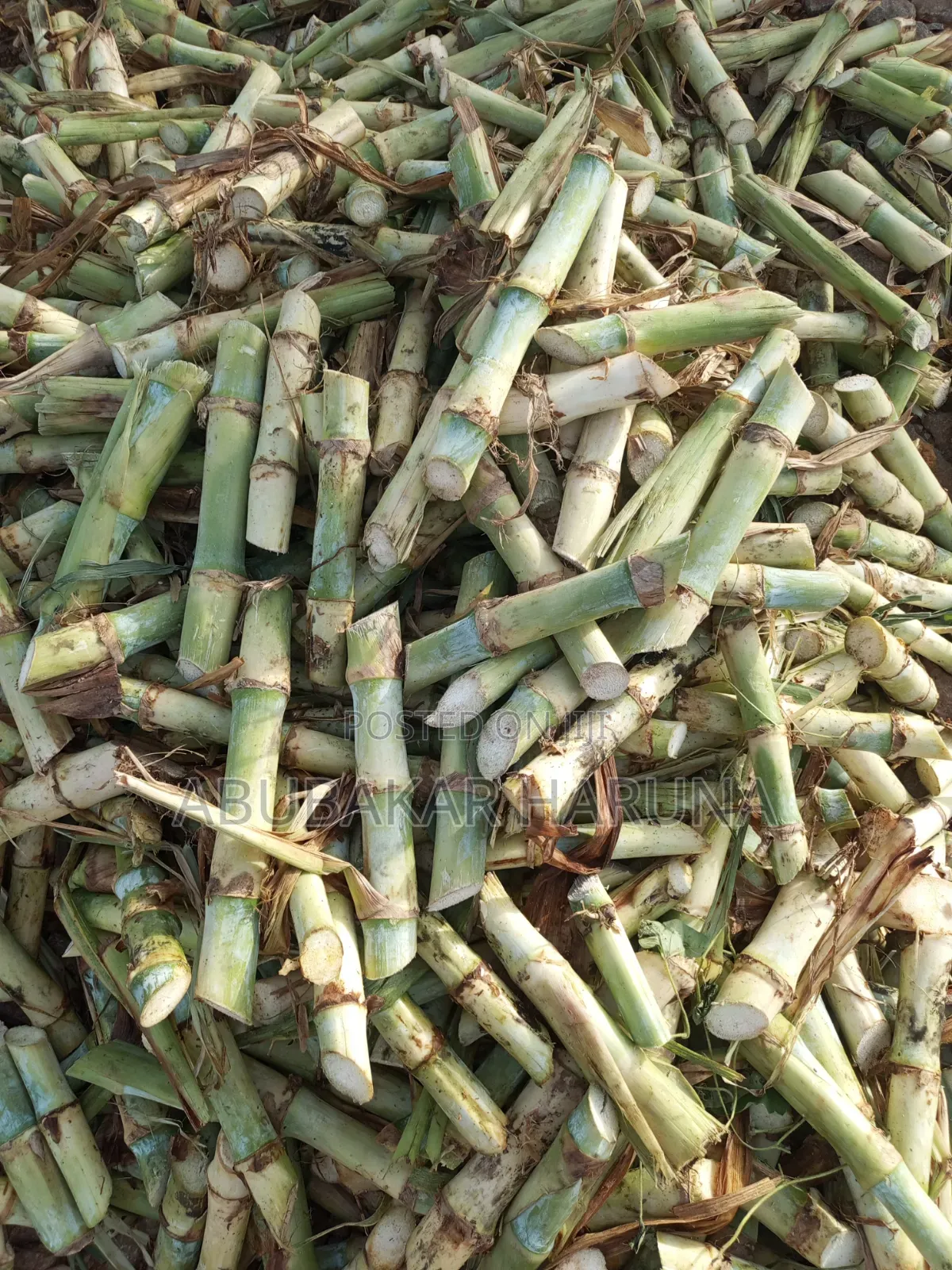 Super Napier Cuttings