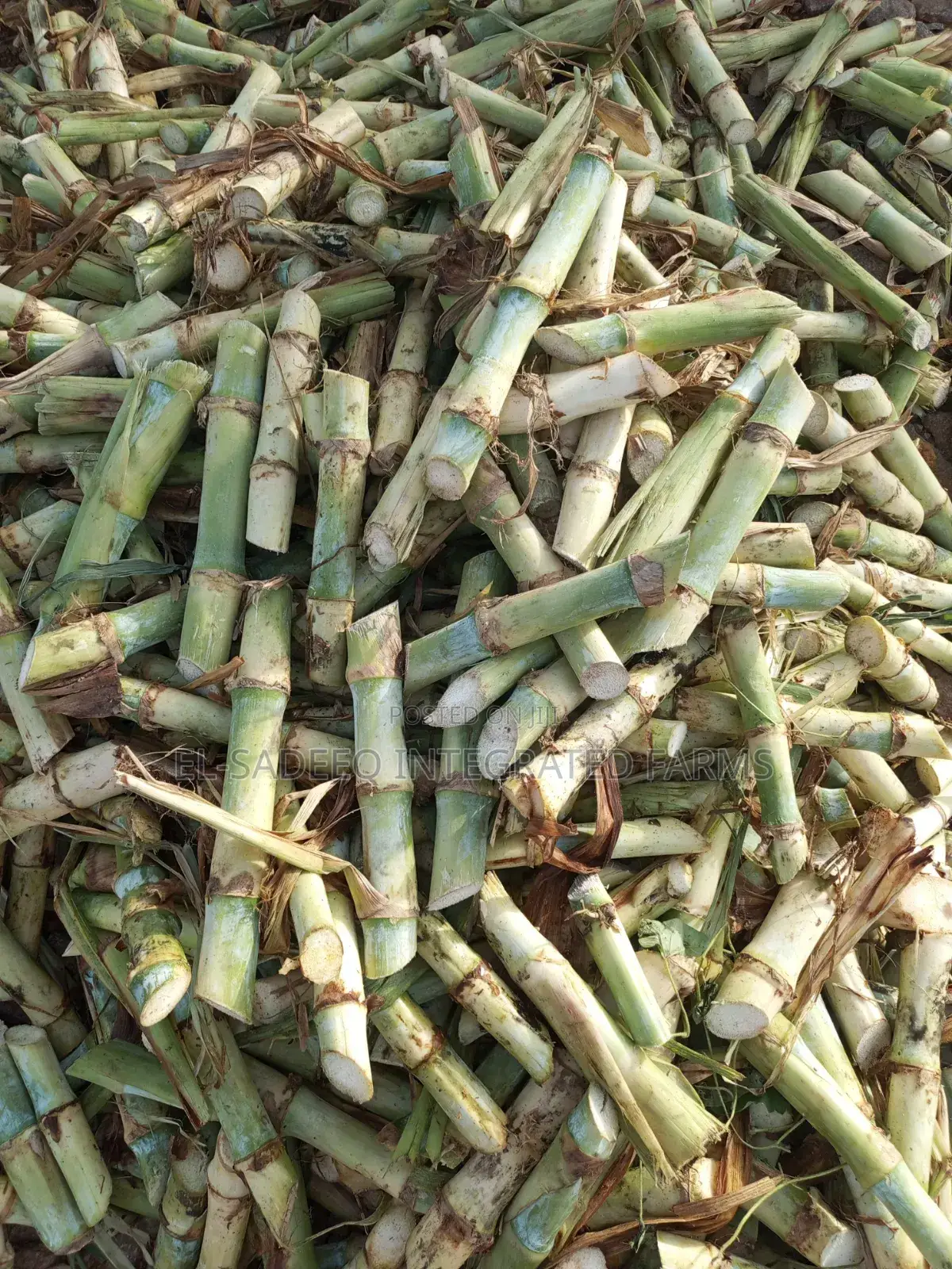 Super Napier Cuttings