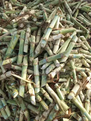 Super Napier Cuttings