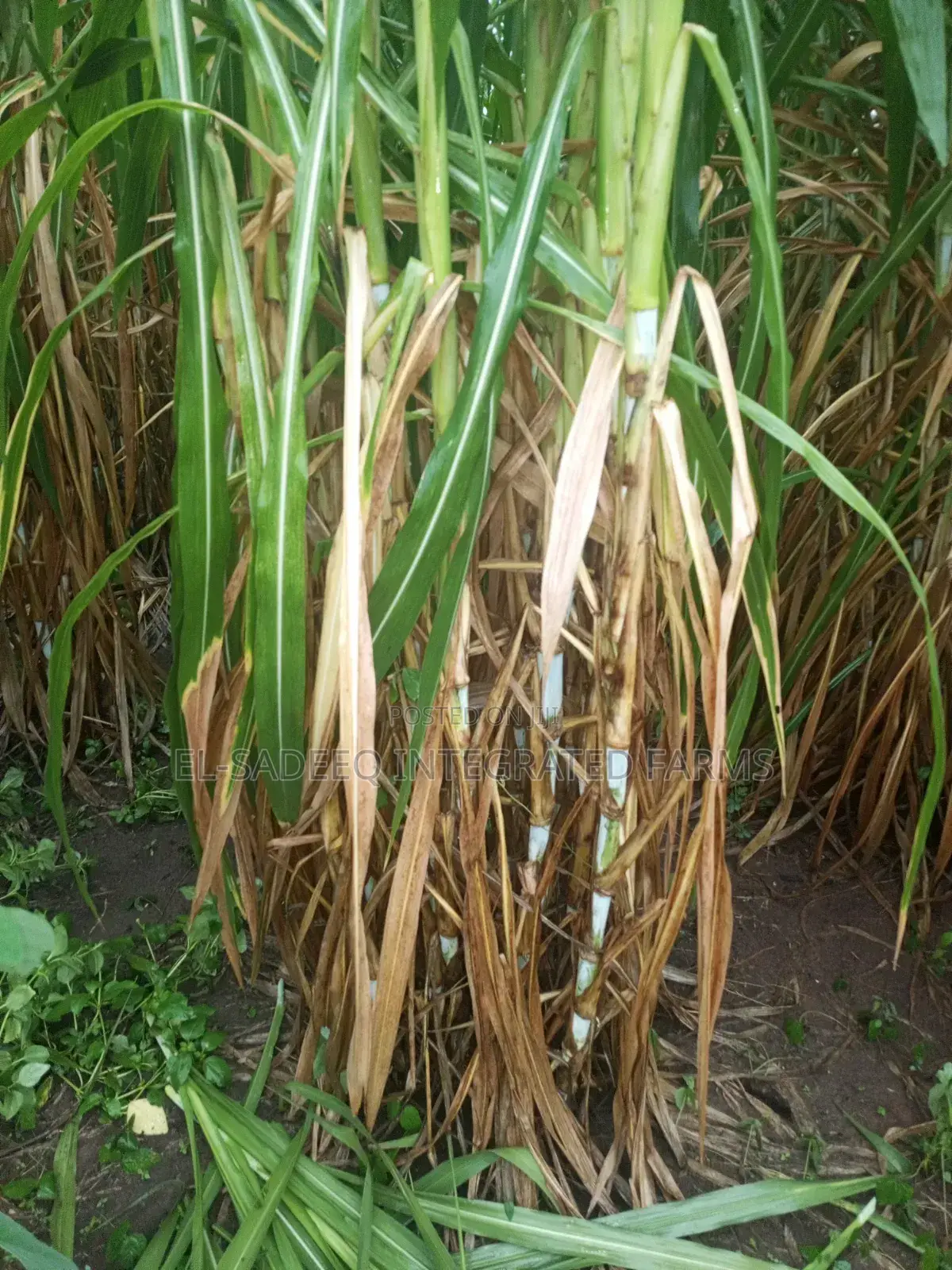 Super Napier Cuttings