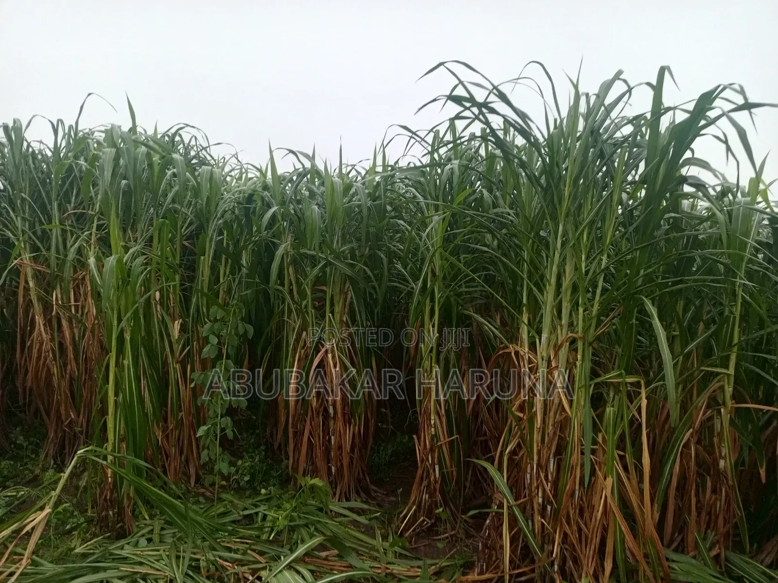Super Napier Cuttings