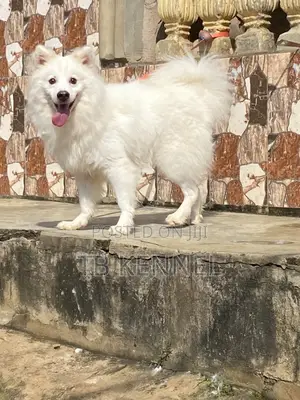 1+ year Male Purebred American Eskimo