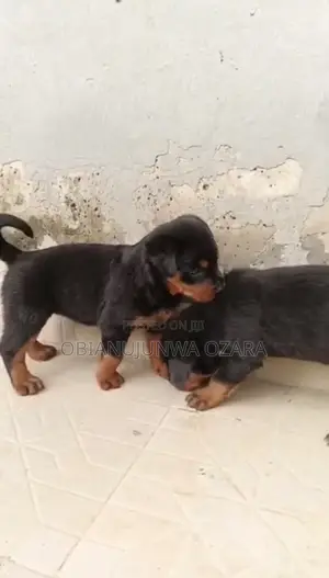 1-3 months Female Purebred Rottweiler