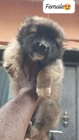 1-3 months Female Purebred Caucasian Shepherd