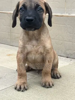 1-3 months Male Purebred Boerboel