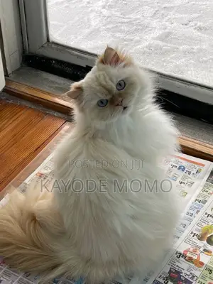 1-3 months Male Mixed Breed Turkish Angora