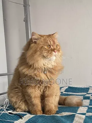 1-3 months Male Purebred Turkish Angora