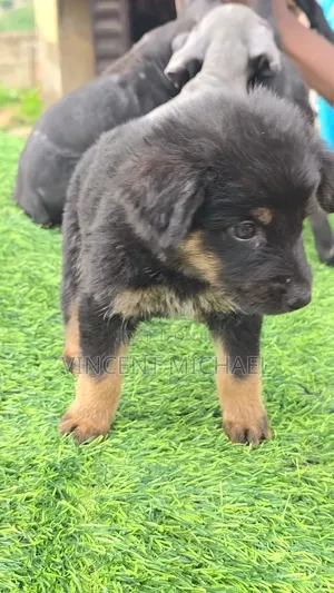 1-3 months Female Purebred German Shepherd