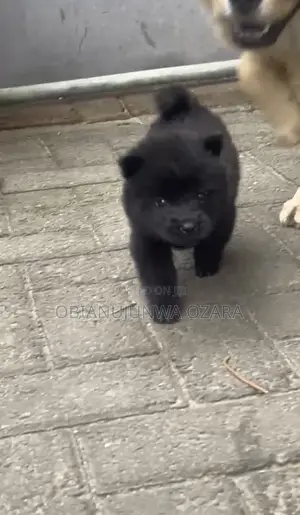 1-3 months Female Purebred Chow Chow
