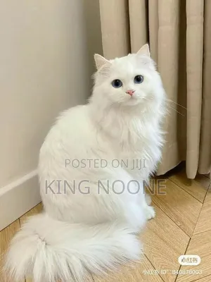 1-3 months Female Mixed Breed Turkish Angora