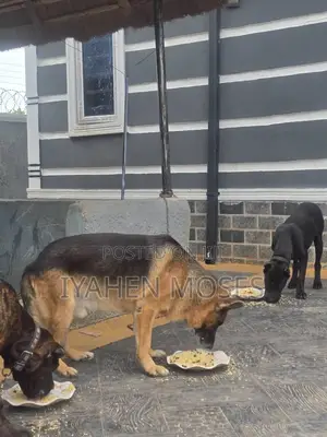 1+ year Male Purebred German Shepherd