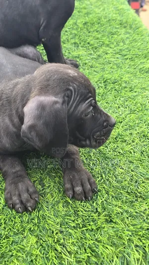 1-3 months Female Purebred Cane Corso