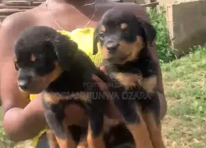1-3 months Female Purebred Rottweiler